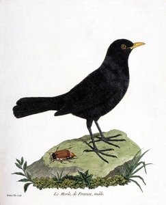 Zoologische Tafel (Ornithologie): Der männliche Amsel (Turdus merula). Illustration in „Die Geschichte der Vögel, gemalt in ihren erscheinenden und empfindlichen Aspekten“ von Francois Nicolas Martinet (1731-1800). Private Sammlung. von Francois Nicolas Martinet