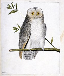 Zoologische Tafel (Ornithologie): Die Eule (Schleiereule oder Tyto alba) auf einem Ast. Illustration in „Die Geschichte der Vögel, gemalt in ihren erscheinenden und empfindlichen Aspekten“ von Francois Nicolas Martinet (1731-1800). Private Sammlung. von Francois Nicolas Martinet