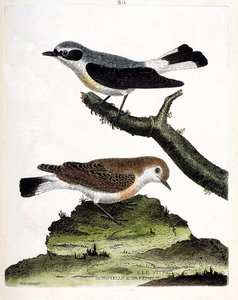 Zoologische Tafel (Ornithologie): Der Vitrec (Oenanthe) auf dem Ast und sein Weibchen. Illustration in „Die Geschichte der Vögel“ von Francois Nicolas Martinet (1731-1800). Private Sammlung. von Francois Nicolas Martinet