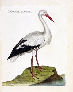 Zoologische Tafel (Ornithologie): Der Weißstorch (Ciconia ciconia). Illustration in „Die Geschichte der Vögel, gemalt in ihren erscheinenden und empfindlichen Aspekten“ von Francois Nicolas Martinet (1731-1800). von Francois Nicolas Martinet