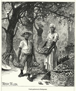 Pfirsichsammler in Madagaskar von Frank (after) Feller