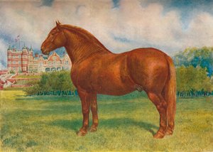 Suffolk-Hengst Prince Wedgwood, ca. 1902-1910