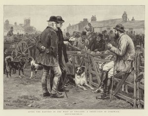 Nach der Ernte im Westen Englands, ein Schafmarkt in Cornwall
