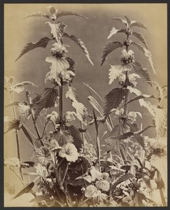 Blumenstudie von Frank Mason Good