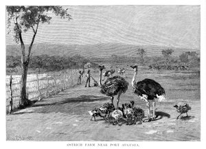 Straußenfarm in der Nähe von Port Augusta, Südaustralien von Frank P. Mahony