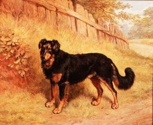 Border Collie von Frank Paton