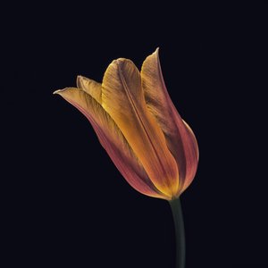 Leuchtende Orange Tulpe von Frank Ulrich Gandenberger