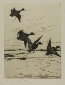 Landende Enten
