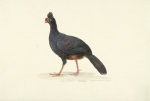 Schwarzer Laufvogel mit kurzem, dickem, rotem Schnabel von François Levaillant (circle of)