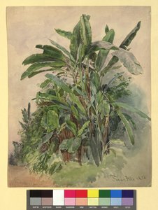 Schönbrunn - Pflanzenstudie von Franz Alt