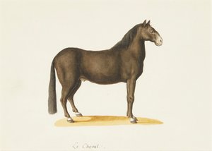 Das Pferd von Franz Anton von (attr.to) Scheidel