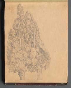 Album mit Ansichten von Rom und Umgebung, Landschaftsstudien, Seite 13a: Bäume
