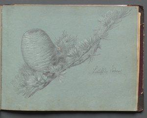 Album mit Ansichten von Rom und Umgebung, Landschaftsstudien, Seite 49a: Studie eines immergrünen Zweigs mit Zapfen von Franz Johann Heinrich Nadorp