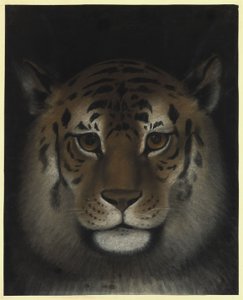 Tigerkopf von Franz Krüger