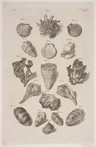 Tafel mit Muscheln. Tafel 2. von Franz Michael Regenfus