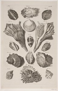 Tafel mit Muscheln. Tafel 3. von Franz Michael Regenfus