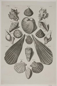 Tafel mit Muscheln. Tafel 4. von Franz Michael Regenfus