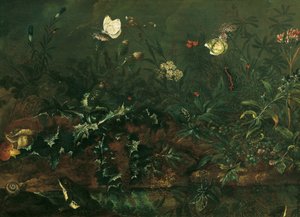Rasenstück mit Distel, Fröschen und Libelle von Franz Michael Siegmund von Purgau d. Ä.