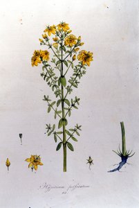 Das Johanniskraut aus F. De Paola De Schranks „Flora Monacensis“. München 1816 von Franz Schrank