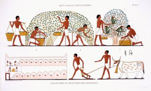 Obsternte, aus einem seltenen Bericht über Fresken aus Theben, aufgezeichnet 1819-1822 bei seinem zweiten Besuch in Ägypten von Frederic Cailliaud