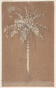 Abaye Palm, Mt. Salus, Jamaika