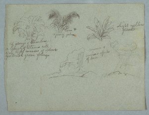 Bambus, Weinrebe und eine junge Palme, Pflanze, und zwei Szenen von Regen, der aus Wolken über Bergrücken fällt, Rio Magdalena, Kolumbien