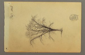 Zeichnung, Ein blattloser Baum, Februar 1845 von Frederic Edwin Church
