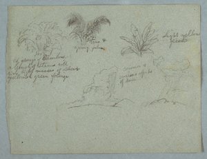 Bambus, Weinrebe und junge Palme, Regen über Rio Magdalena, Kolumbien von Frederic Edwin Church