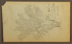 Botanische Skizzen, 1857 von Frederic Edwin Church