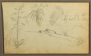Botanische Skizzen, 1857