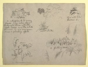Botanische Skizzen, Kolumbien, 1853 von Frederic Edwin Church