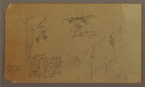 Botanische Skizzen, Juli 1865 von Frederic Edwin Church
