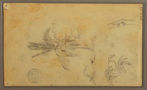Zeichnung, Botanische Skizzen; Rückseite: Eidechse, Palme, 1857 von Frederic Edwin Church