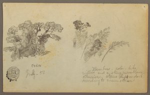 Zeichnung, Botanische Studien aus Kolumbien, Juli 1853 von Frederic Edwin Church