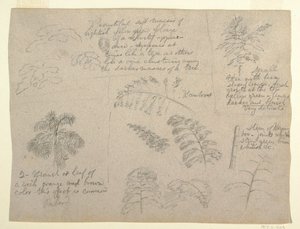 Zeichnung, Botanische Studien, gesehen vom Rio Magdalena, Kolumbien, 1853 von Frederic Edwin Church