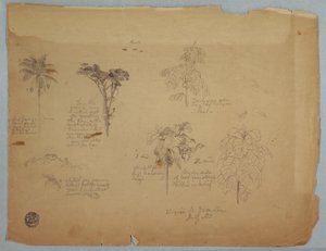 Zeichnung, Botanische Studien mit fliegenden Papageien, Boquia, Kolumbien, Juli 1853 von Frederic Edwin Church