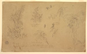 Botanische Skizzen, "nahe Jorje", 23. Juli 1857