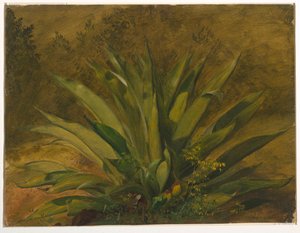 Zeichnung, Botanische Studie, 1865–66 von Frederic Edwin Church
