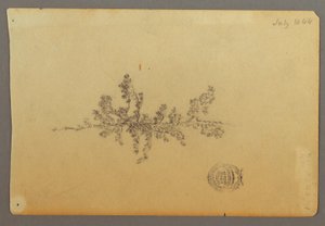 Zeichnung, Immergrüner Baum, 1844 von Frederic Edwin Church