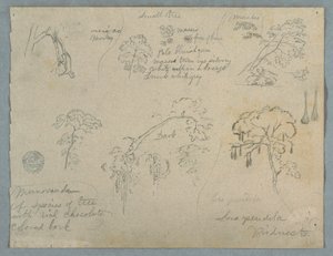 Fünf botanische Studien mit einem hängenden Affen, wahrscheinlich Kolumbien, 1853 von Frederic Edwin Church