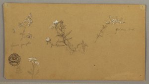 Blühende Pflanzen, ca. 1856