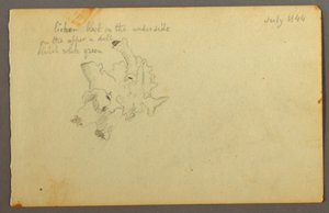 Flechte, 1844