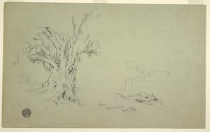 Zeichnung, Olivenbaum, Ölberg, April 1868