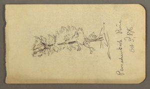 Kieferbaum von Frederic Edwin Church