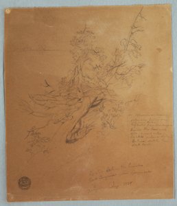 Rauer Baum an der kanadischen Bank unterhalb der Niagarafälle, September 1856 von Frederic Edwin Church