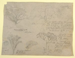 Serie botanischer Studien einschließlich eines Alligators und eines monströsen Baumes, gesehen vom Rio Magdalena, Kolumbien, 1853 von Frederic Edwin Church