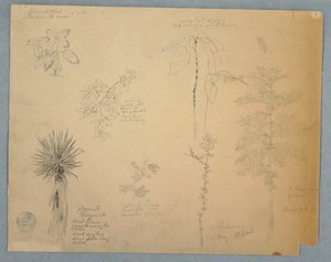 Spanisches Bajonett mit einem Baum und fünf weiteren Pflanzenstudien, Jamaika, Mai 1865