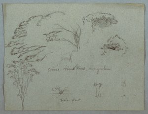 Studien vom Rio Magdalena, Kolumbien: Baumwipfel, fliegender weißer Vogel, Ranken und drei blühende Pflanzen, 1853, wahrscheinlich Mai von Frederic Edwin Church