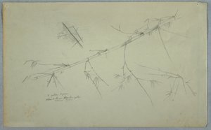 Studie von Bambus, Jamaika, Mai–August 1865 von Frederic Edwin Church
