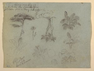 Zeichnung, Baumstudien vom Rio Magdalena aus gesehen, Kolumbien, 1853 von Frederic Edwin Church